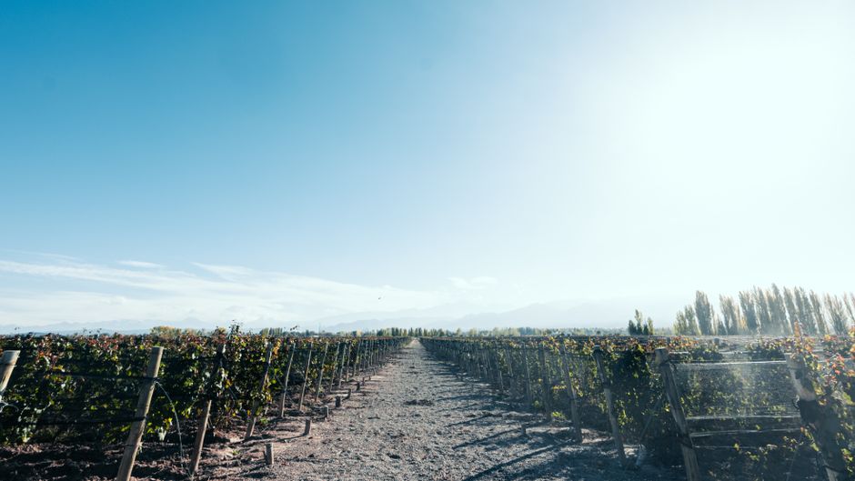 Chat BDSM de Mendoza: Viñedos mendocinos bajo un cielo despejado, con la cordillera al fondo